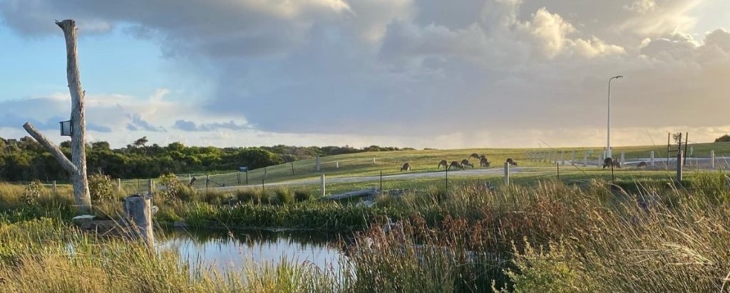 Nature - Community focused common areas of a housing estate, native vegetation and wildlife